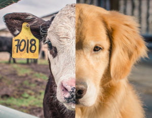Spécisme et autres discriminations / Speciesism and other discriminations @ À déterminer.