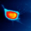 Nonlinear World