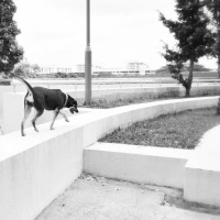 /home/lecreumo/public html/wp content/uploads/2016/01/dog off leash