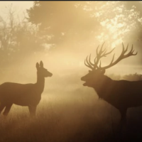 « Enabling Nonhuman Animal Agency: Consent, Assent, and Dissent » /home/lecreumo/public html/wp content/uploads/2018/01/cerfs