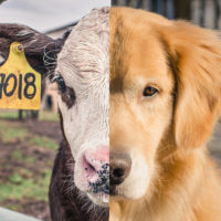Spécisme et autres discriminations / Speciesism and other discriminations /home/lecreumo/public html/wp content/uploads/2019/11/speciesism