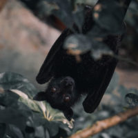 The pandemic, animals and vegan activism /home/lecreumo/public html/wp content/uploads/2020/04/bat