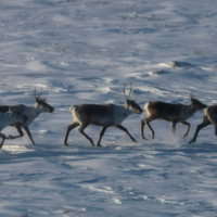 “Caribou forestier : les revendications autonomistes de Québec se heurtent à la protection des écosystèmes” /home/lecreumo/public html/wp content/uploads/2024/09/screen shot 2024 09 02 at 42639 pm